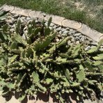 Opuncia tmavotŕňová (Opuntia Phaeacantha) - výška 5-10 cm, kont. P9 (-30°C)